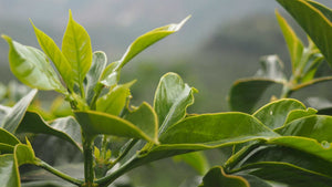 Winter 2021 Allocation - Ethiopia Testi Ayla Bombe Winey Fermentation