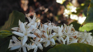 Ethiopia Bedhatsu Jibicho