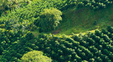 New Offering from Colombia Finca la Paz