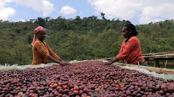 Ethiopia Royal Select Water Process Guji Decaf