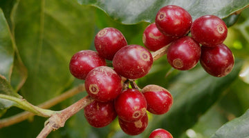 Spring 2020 Allocation - Costa Rica Poas Familia Chacon Brix