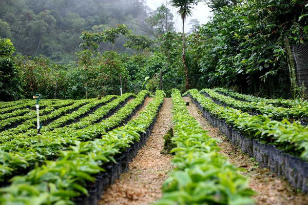 Guatemala El Amate y Anexos | Press Coffee Roasters