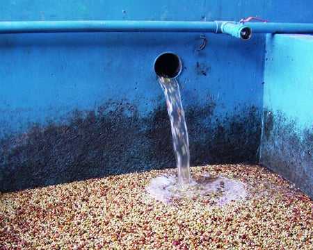 Sumatra Takengon Mandheling | Press Coffee Roasters